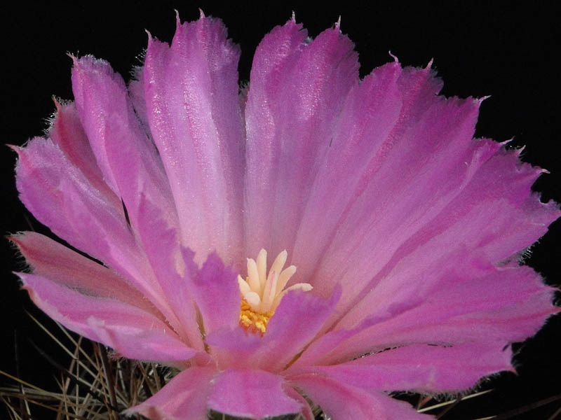 Coryphantha macromeris, Big Bend Tx. 2012 August21-1.jpg