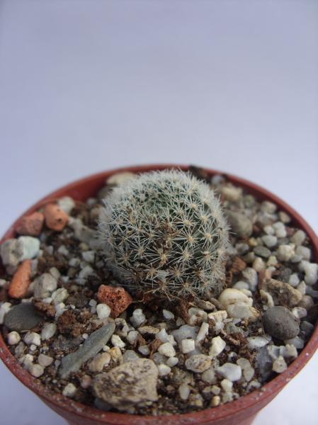 rebutia pseudodeminuta 210812.JPG