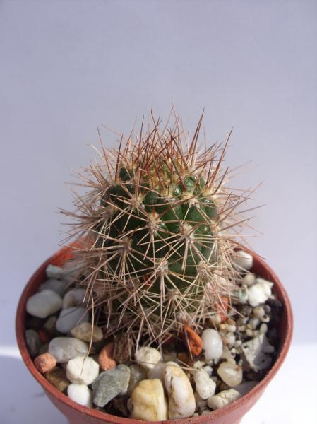 weingartia neocumingii ssp. mairanana L958 210812.JPG