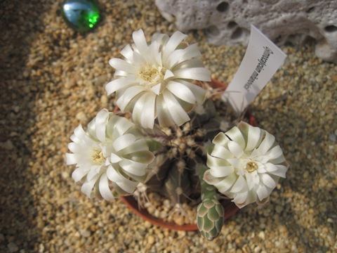 Gymnocalycium.jpg