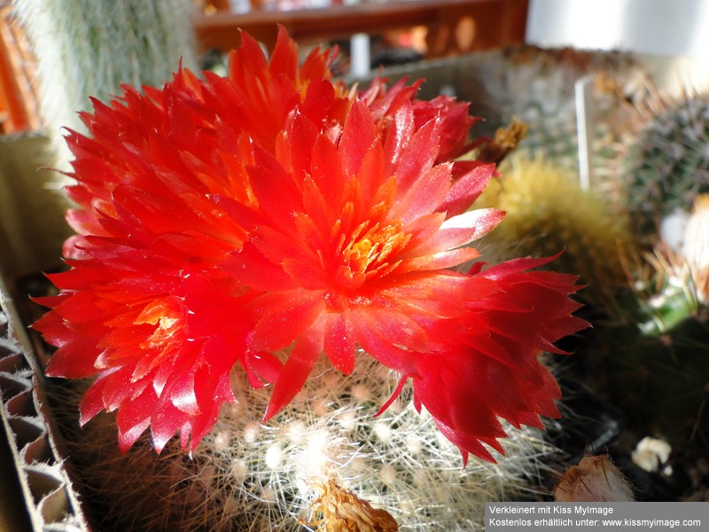 Notocactus haselbergii Blüte 2010 06 04 010_klein.jpg