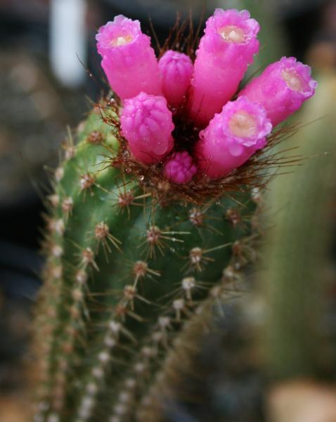 Arrojadoa rhodantha ssp aureispina