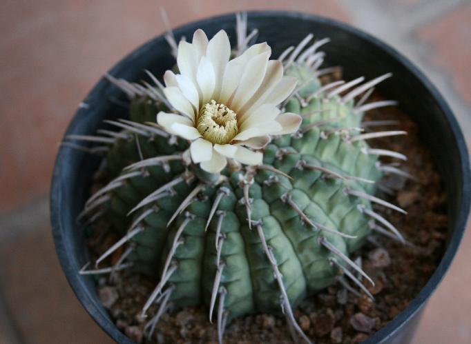 Gymnocalycium vatteri