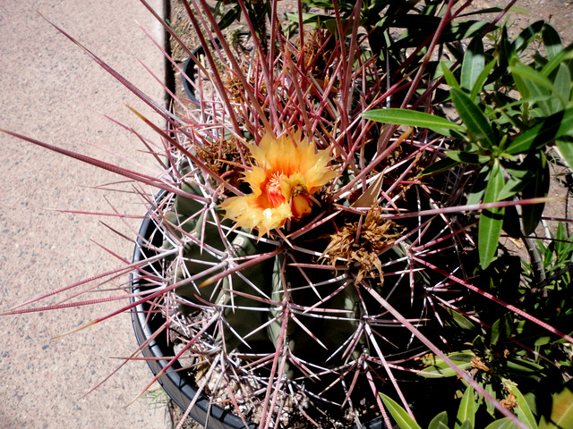 one lone flower on Ferocactus emoryi rectispinus