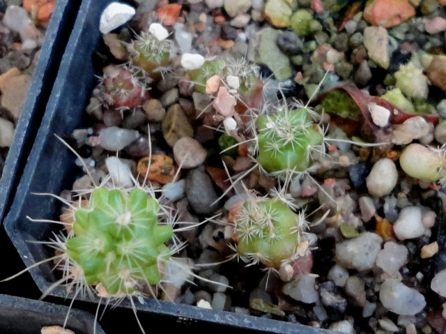 Echinofossulocactus lamellosus hastatus