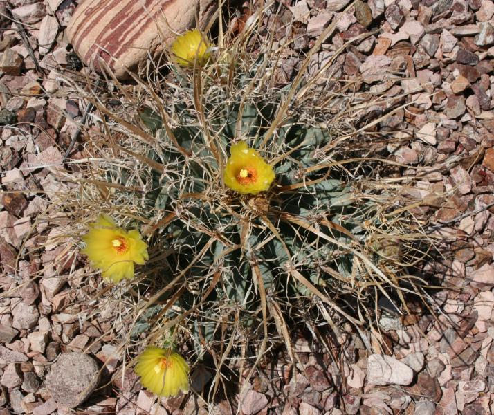 Leuchtenbergia princeps - 2012Aug25