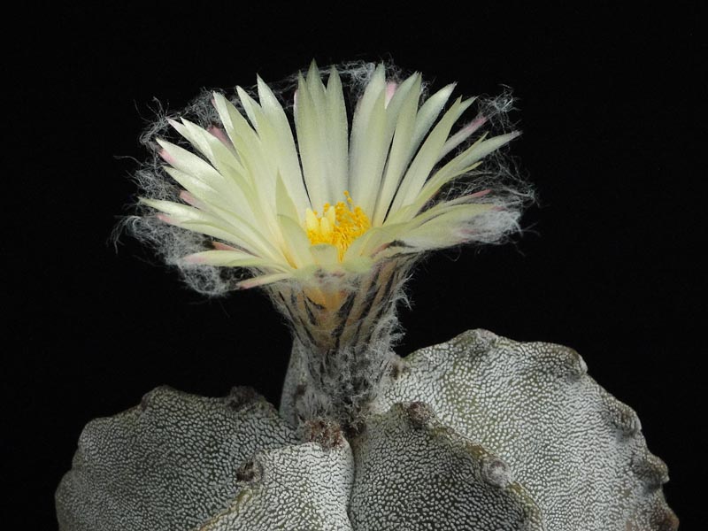 Astrophytum myriostigma v. tulense 2012 August26-9.jpg