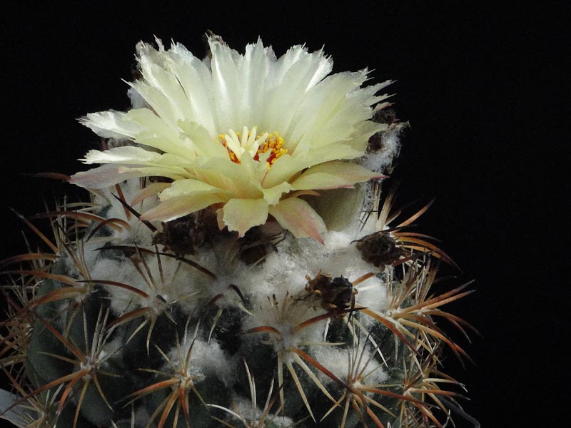 Coryphantha bumamma 2012 August26-1.jpg