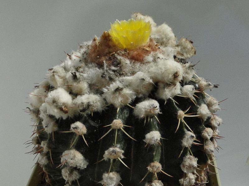 Notocactus sessiliflorus (Wigginsia sessiliflora v. pauciareolata) 2012 August26-6.jpg