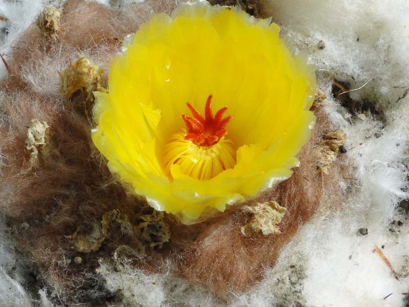 Notocactus sessiliflorus (Wigginsia sessiliflora v. pauciareolata) 2012 August26-3.jpg