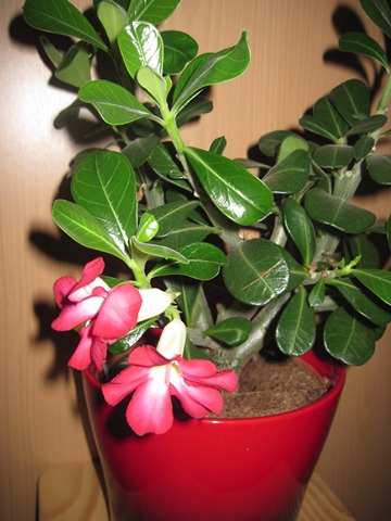 Adenium obesum