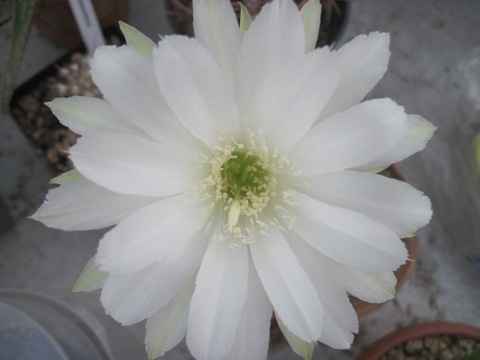 Echinopsis subdenudata