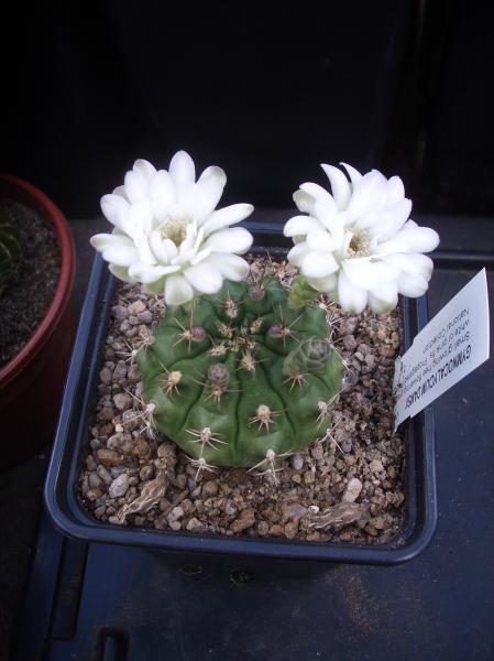 Gymnocalycium Damsii 4.JPG