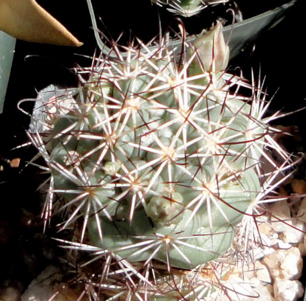 &quot;Bartschella&quot; with flower buds. woohoo.