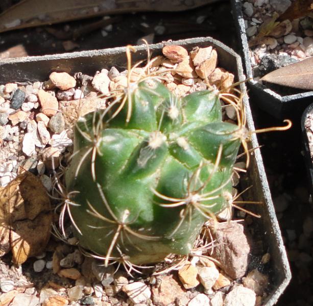 what happens to Ancistrocactus tobuschii if you accidentally leave it in full shade all summer. Another season or two, the spines will come back.