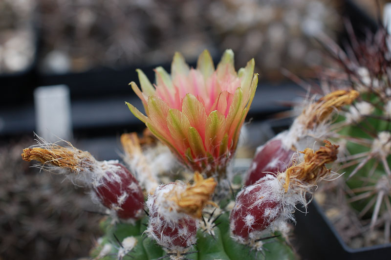 Eriosyce heinrichiana ssp. simulans (Nc. pseudocoquimbana exHH) 2012 August30.jpg