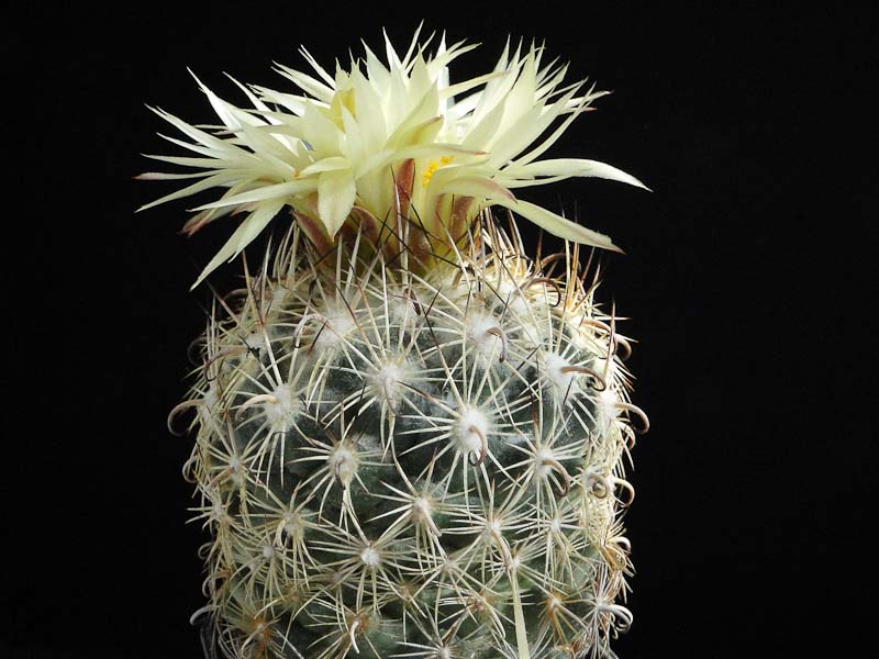 Coryphantha palmeri Lz180 2012 September04-1.jpg