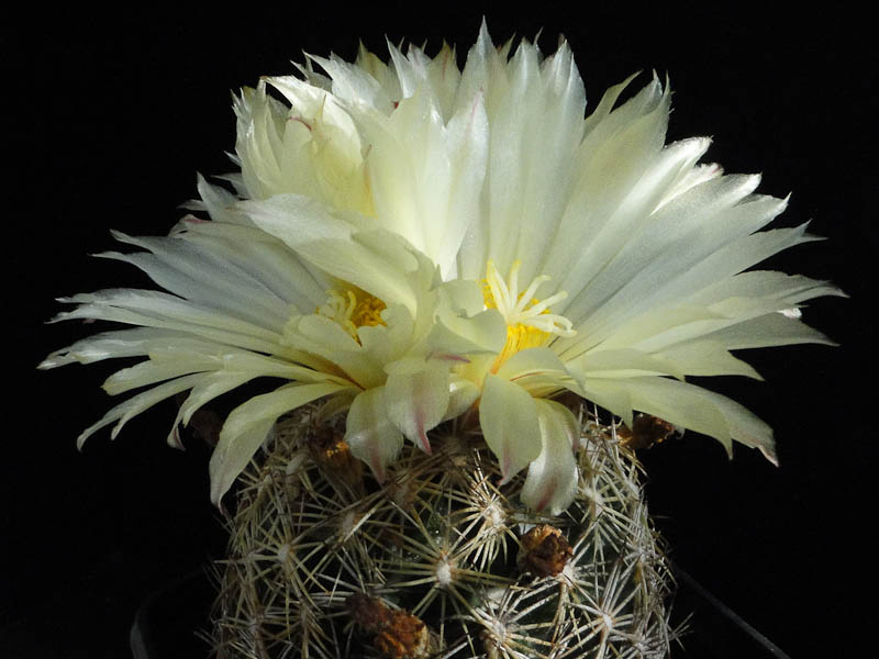 Coryphantha palmeri 2012 September04-3.jpg