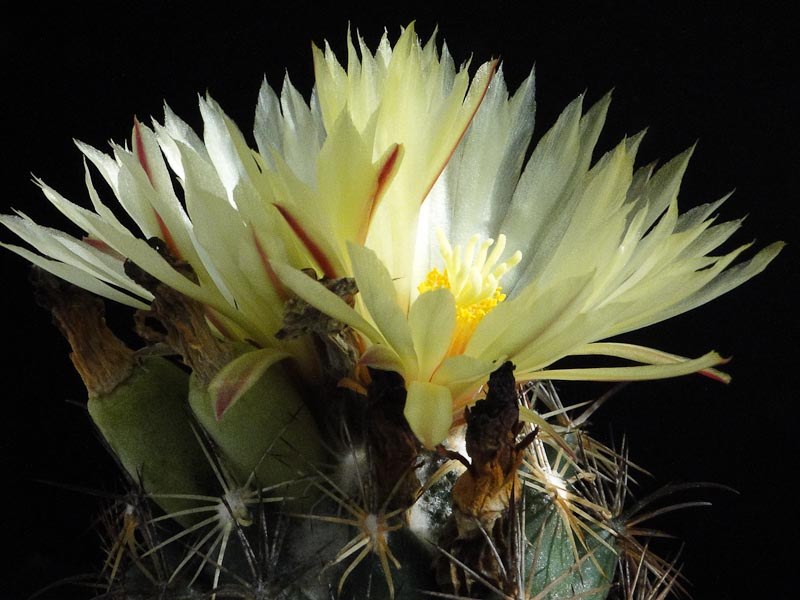 Coryphantha palmeri 3005 2012 September04-5.jpg