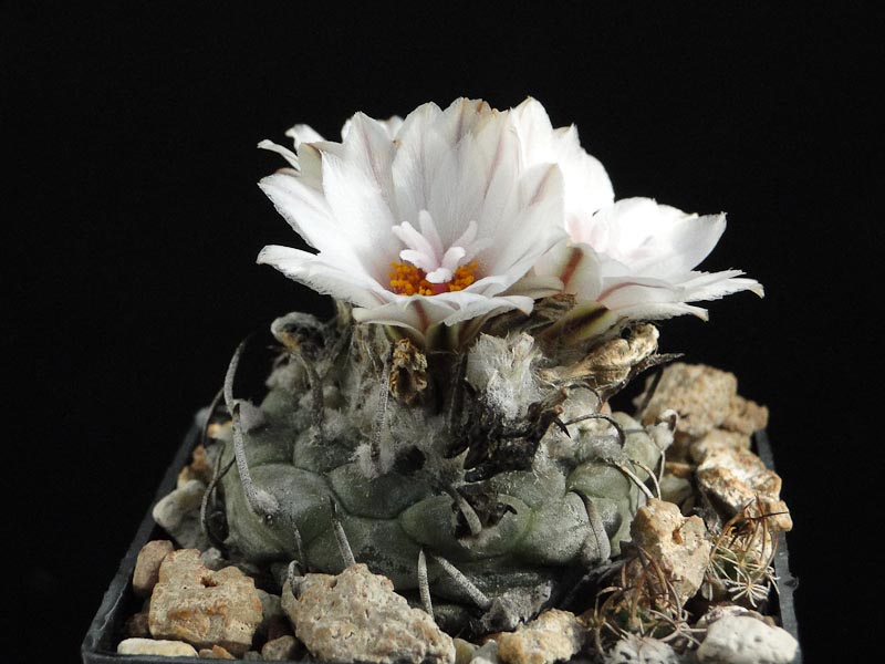 Turbinicarpus polaskii, Blum2008 2012 September04-1.jpg