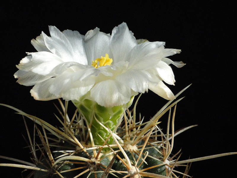 Thelocactus bicolor fa. albiflora 2012 September04-5.jpg