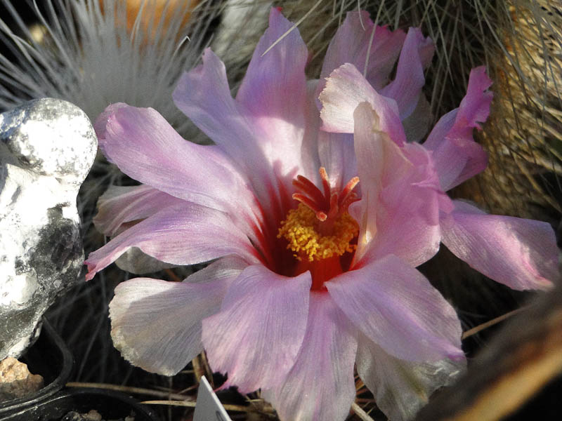 Thelocactus bicolor v. texensis 2012 September03.jpg