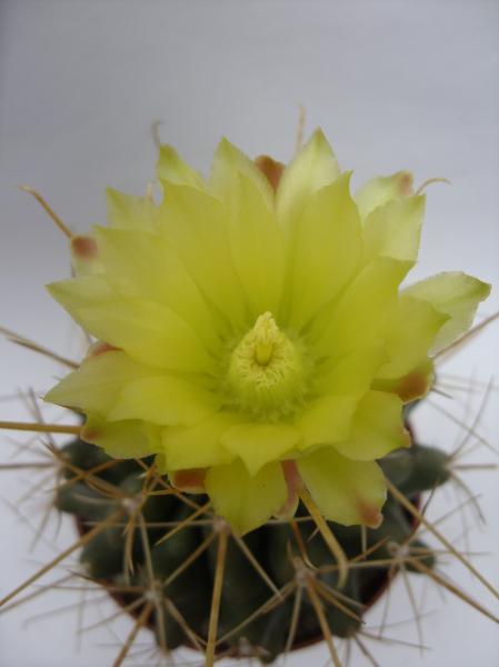 sclerocactus uncinatus ssp. uncinatus 060912.JPG