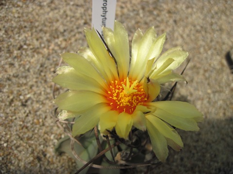 Astrophytum capricorne var crassispinum nudum-cvet2.JPG