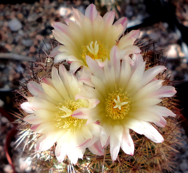 Coryphantha species, nice flowers.