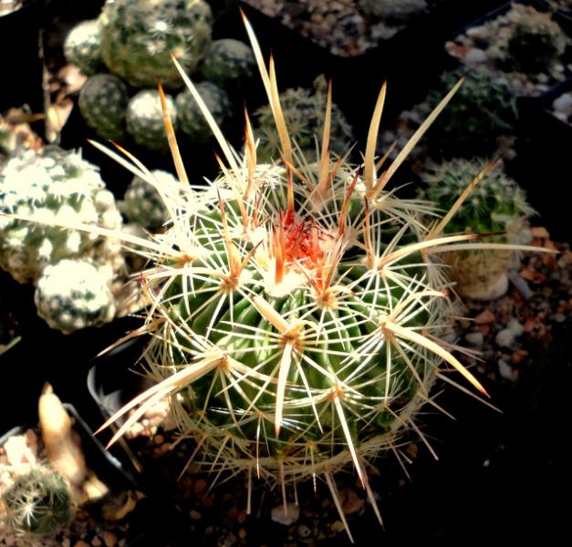 Echinofossulocactus ochoteranaus, loving the way these spines are growing out.