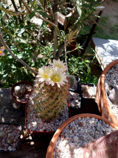 Coryphantha species again.