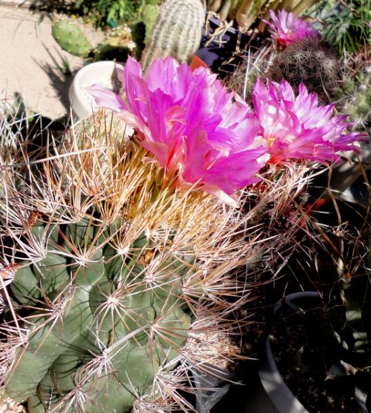 this one with very strange spines and tuberculate ribs, probably a hybrid of some kind