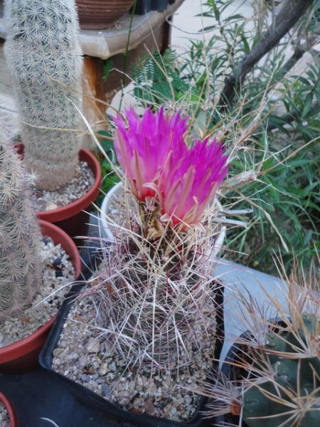 classic Terlingua bicolor