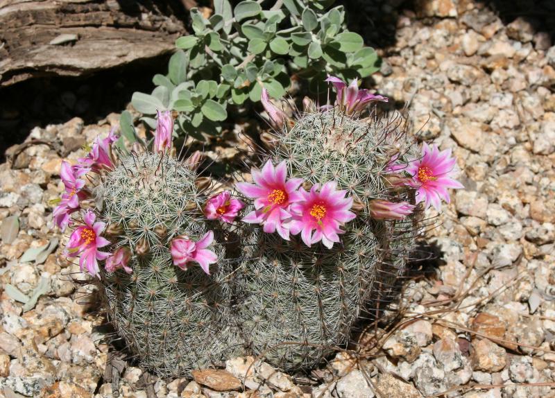 Mammillaria grahamii