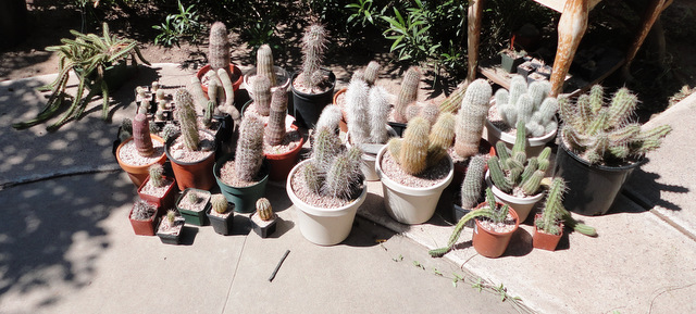 most of the Echinocereus grouped together, family photo