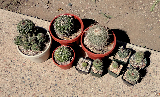 Echinofossulocactus