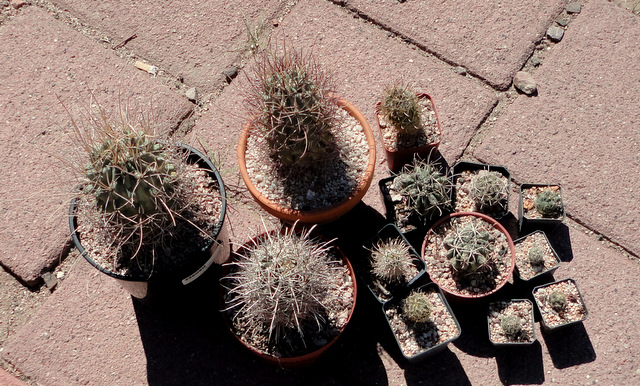 Sclero, Ancistrocactus, Glandulicactus