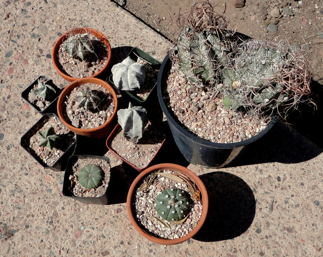 Astrophytum