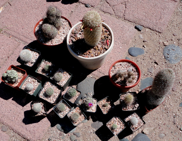 Mammillaria