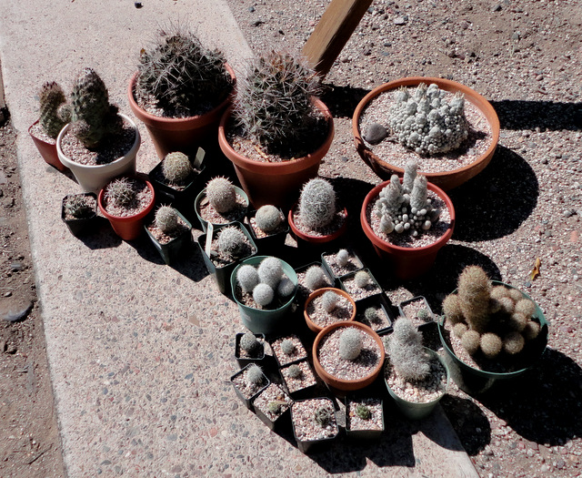 Coryphantha and Escobaria