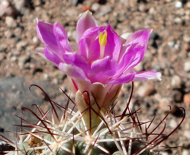 Bonus: Mammillaria schumanii flower opened slowly all day when I was outside.