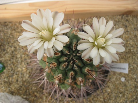 Gymnocalycium pungens