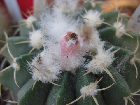 Parodia erinacea