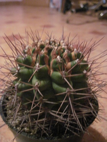 Gymnocalycium pungens-1.jpg