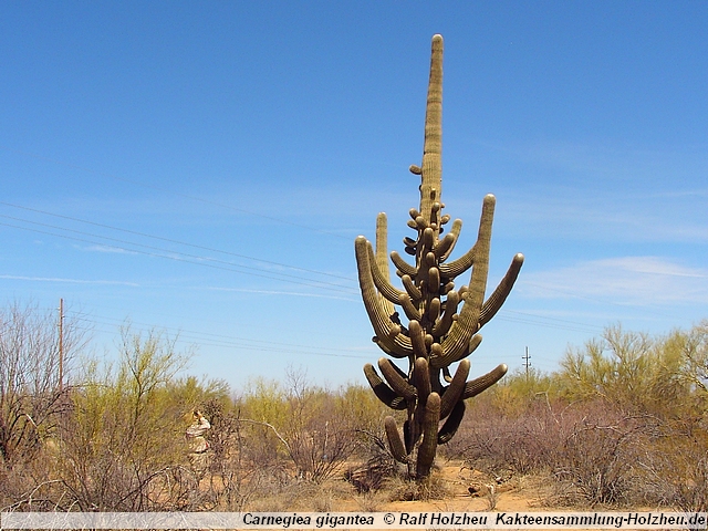 636_Saguaro.JPG