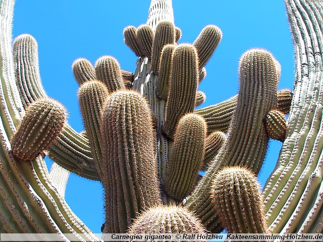 637_Saguaro.JPG