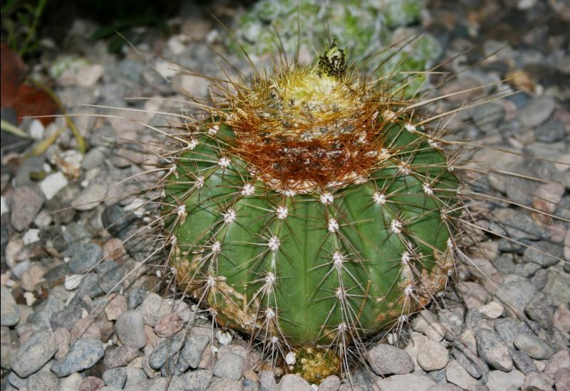 Coleocephalocereus aureas - 2012Sep24 A