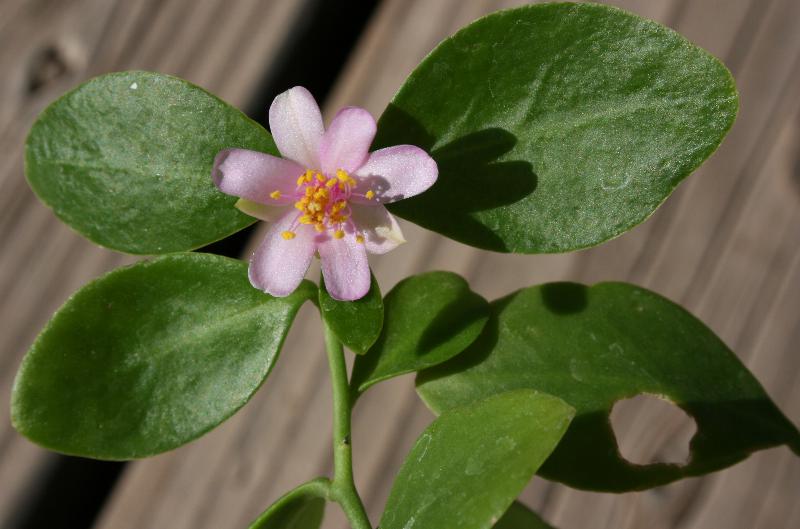 Pereskia weberiana - 2012Sep26