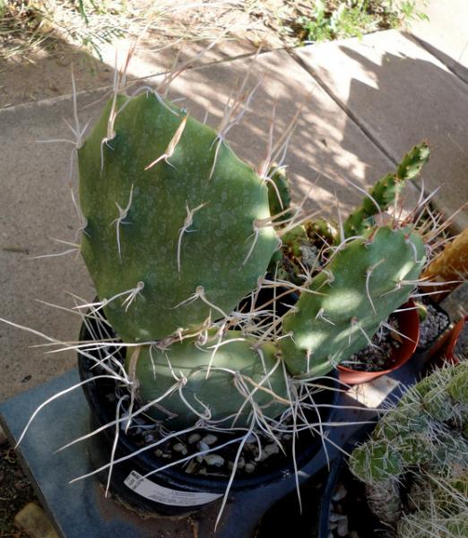 This nice Opuntia sulfurea was only $9.95. snag!