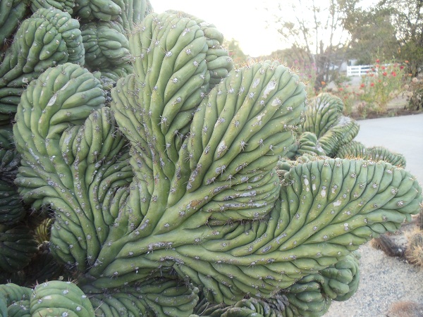 Echinopsis pachanio crested